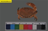 藏品(平額石扇蟹)的圖片